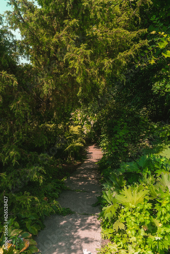 Path in the park among dense vegetation. Garden with many plants and a path.