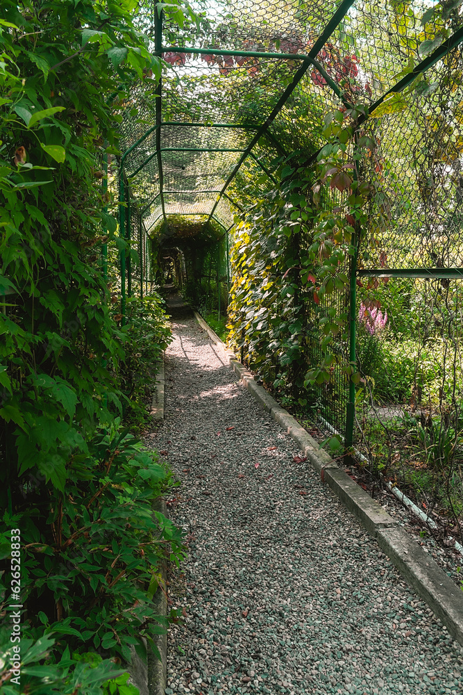 Pergola covered with plants. Long tunnel for climbing plants on a sunny day. Canopy made of metal entwined with plants. Pergola covered with plants. Long tunnel for climbing plants on a sunny day. Canopy made of metal entwined with plants.