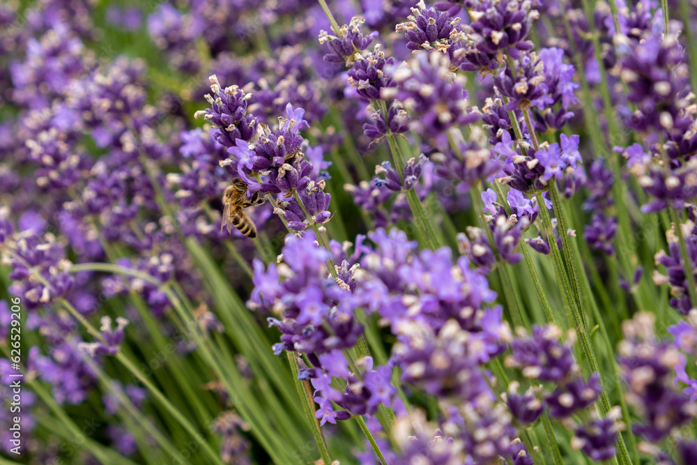 Bees pollinate lavender flowers in a lavender field. Close-up. Soft focus.