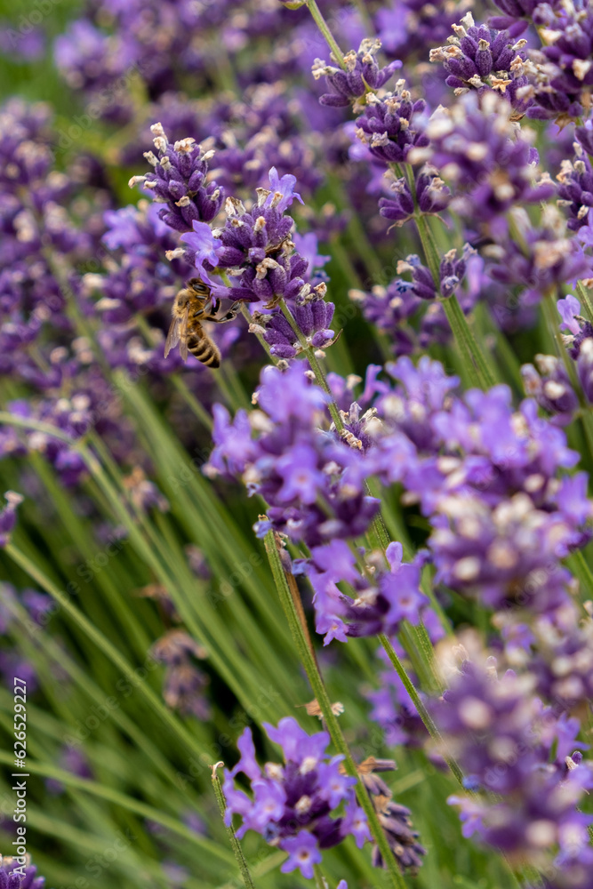 Naklejka premium Bees pollinate lavender flowers in a lavender field. Close-up. Soft focus.
