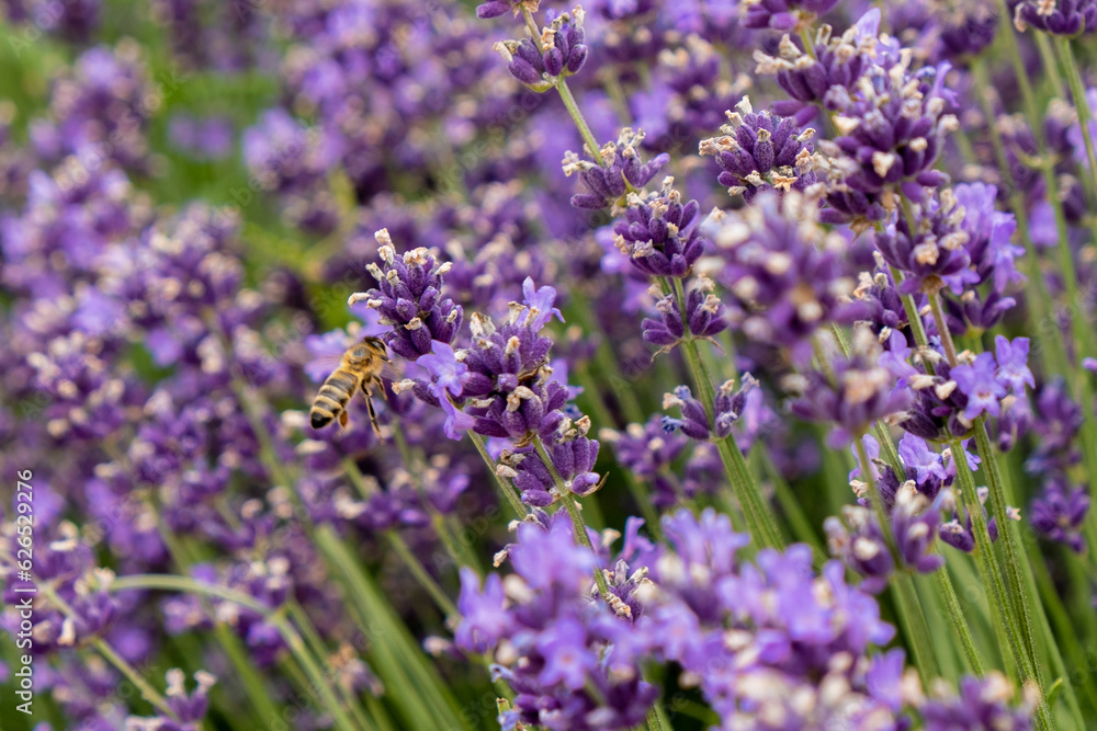 Bees pollinate lavender flowers in a lavender field. Close-up. Soft focus. Bees pollinate lavender flowers in a lavender field. Close-up. Soft focus.