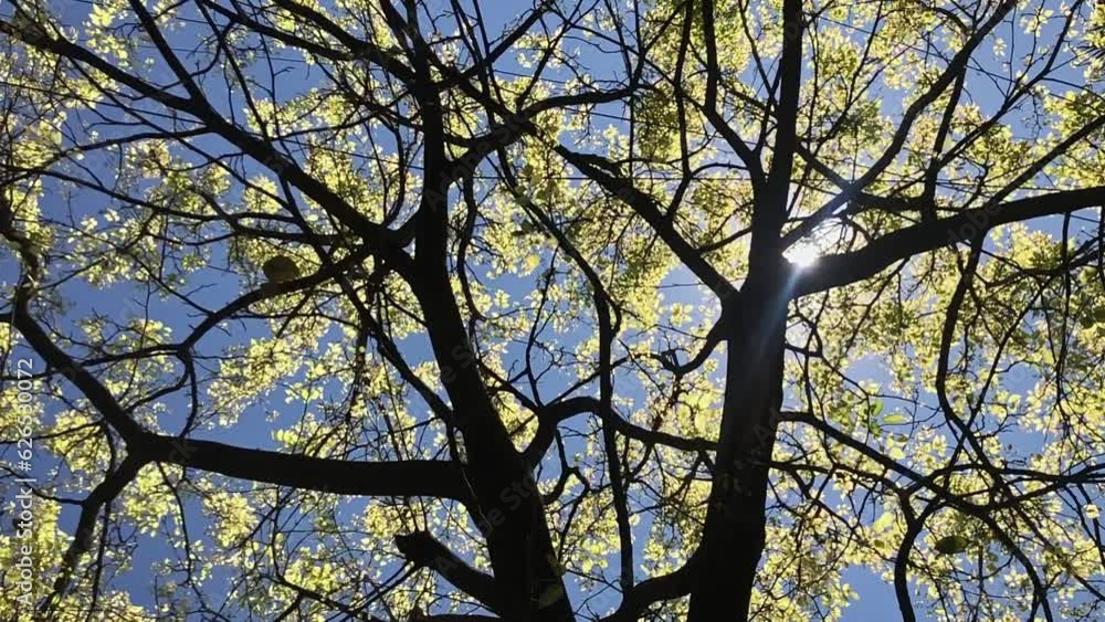 A tree with ornamental leaves has a peeping shiny sun amidst its branches A tree with ornamental leaves has a peeping shiny sun amidst its branches