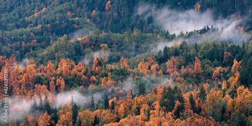 Misty mountains with autumn forest covered be morning fog before sunrise in the Washington state. View from Heybrook lookout. photo