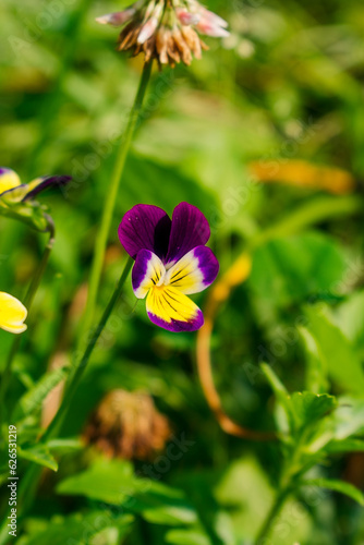 Purple pansies among the grass. Pansies are large illuminated by the sun.
