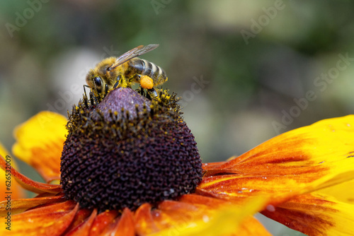 Letni dzień, kolorowy kwiat z żółto czarno pszczołą. Zdjęcie macro.