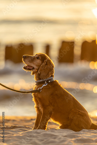 Wakacje z psem - Cocker Spaniel nad morzem