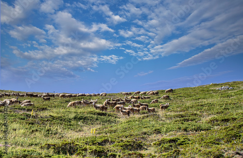 Herd of sheep grazing on the mountain