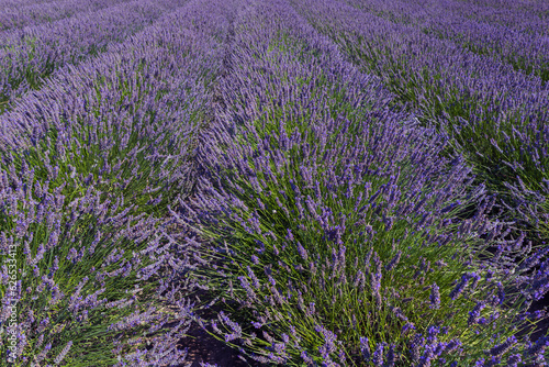 Summer field with a beautiful blooming lavender plant - Lavandula. The flowers are purple and pink.