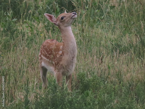 European fallow deer (Dama dama) fawn (calf) looking towards the sky while grazing on a large field.