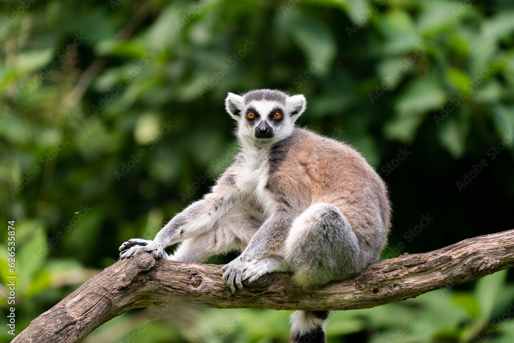 Obraz premium The ring-tailed lemur (Lemur catta)