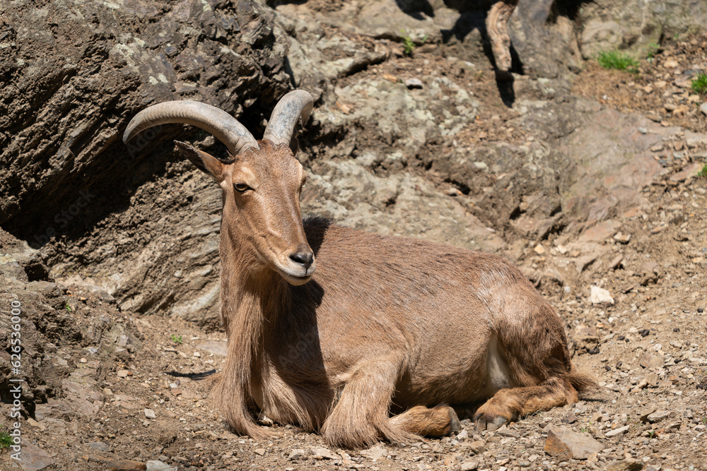The Barbary sheep (Ammotragus lervia), also known as aoudad is a species of caprid native to rocky mountains in North Africa. It is also known as waddan, arwi or moufflon. The Barbary sheep (Ammotragus lervia), also known as aoudad is a species of caprid native to rocky mountains in North Africa. It is also known as waddan, arwi or moufflon.