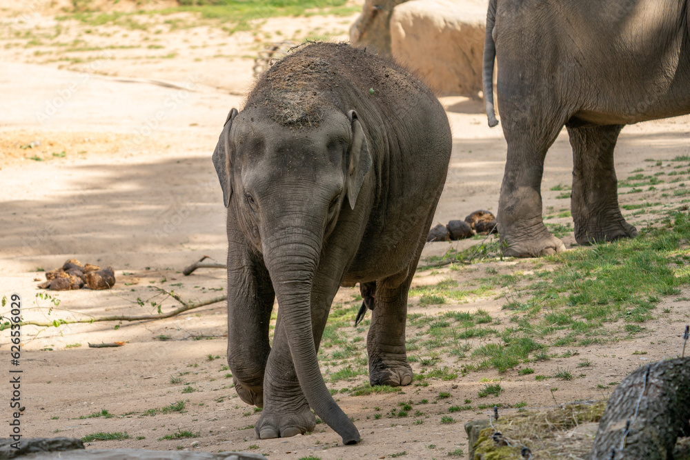 Fototapeta premium Funny baby elephant. The Asian elephant is the largest land mammal on the Asian continent. They inhabit dry to wet forest and grassland habitats in 13 range countries spanning South and Southeast Asia