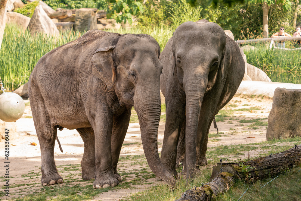 Couple elephant. The Asian elephant is the largest land mammal on the Asian continent. They inhabit dry to wet forest and grassland habitats in 13 range countries spanning South and Southeast Asia