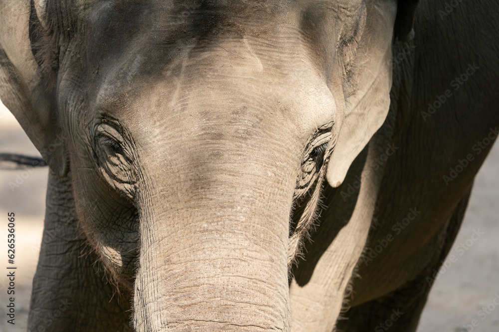 Fototapeta premium The Asian elephant (Elephas maximus), also known as the Asiatic elephant, is the only living species of the genus Elephas and is distributed throughout the Indian subcontinent and Southeast Asia