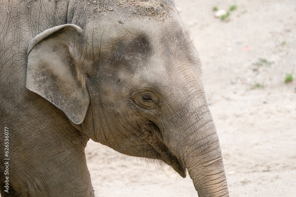 Fototapeta premium Funny baby elephant. The Asian elephant is the largest land mammal on the Asian continent. They inhabit dry to wet forest and grassland habitats in 13 range countries spanning South and Southeast Asia