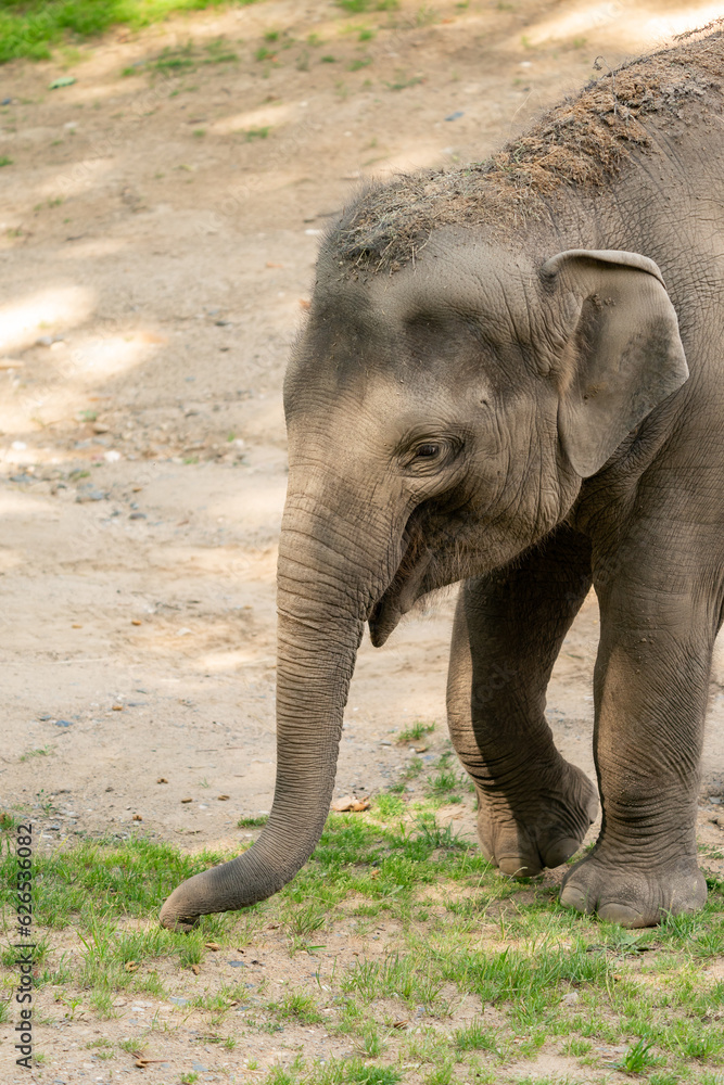 Fototapeta premium Funny baby elephant. The Asian elephant is the largest land mammal on the Asian continent. They inhabit dry to wet forest and grassland habitats in 13 range countries spanning South and Southeast Asia