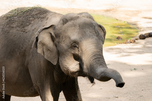 The Asian elephant  Elephas maximus   also known as the Asiatic elephant  is the only living species of the genus Elephas and is distributed throughout the Indian subcontinent and Southeast Asia