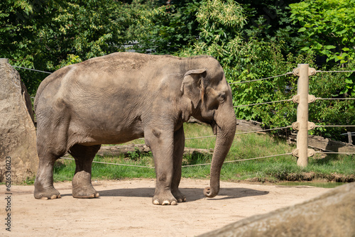 The Asian elephant (Elephas maximus), also known as the Asiatic elephant, is the only living species of the genus Elephas and is distributed throughout the Indian subcontinent and Southeast Asia