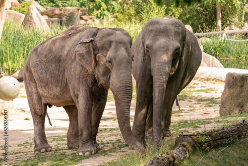 Couple elephant. The Asian elephant is the largest land mammal on the Asian continent. They inhabit dry to wet forest and grassland habitats in 13 range countries spanning South and Southeast Asia