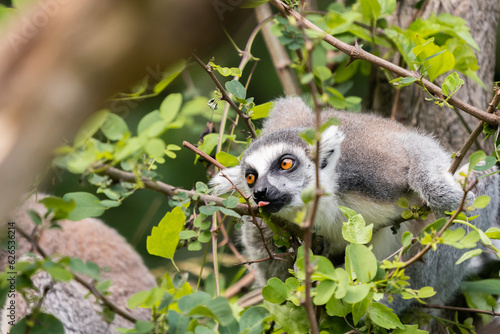 Fototapeta Naklejka Na Ścianę i Meble -  The ring-tailed lemur (Lemur catta)