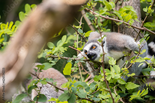The ring-tailed lemur  Lemur catta 