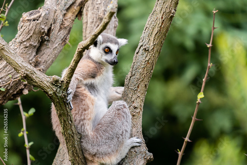 The ring-tailed lemur (Lemur catta)