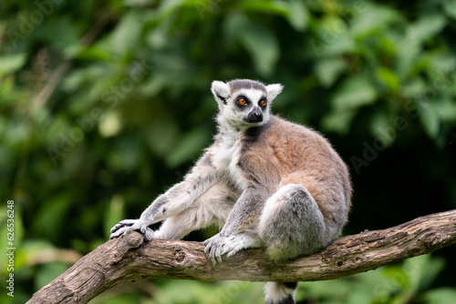 The ring-tailed lemur (Lemur catta)