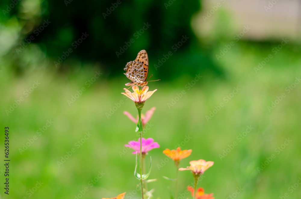 Fototapeta premium Mariposa