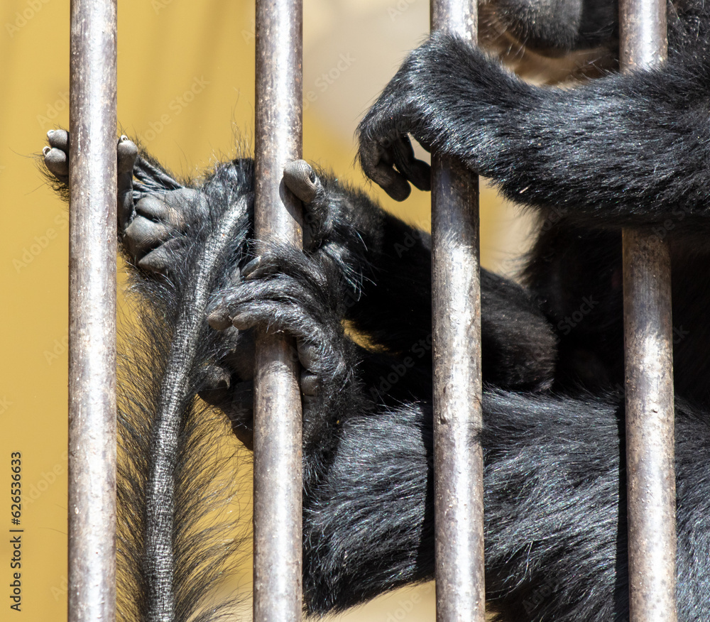 Obraz premium Paws of a black monkey on a metal lattice in a zoo