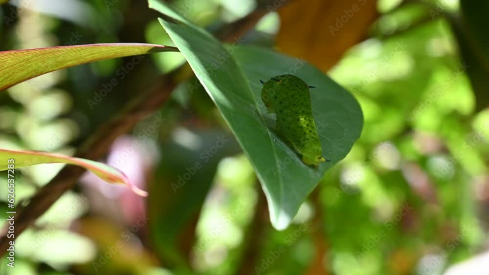Back view of a Tailed green jay caterpillar sitting on top of a leaf Back view of a Tailed green jay caterpillar sitting on top of a leaf
