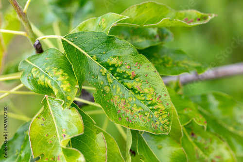 Disease on green pear leaves in nature