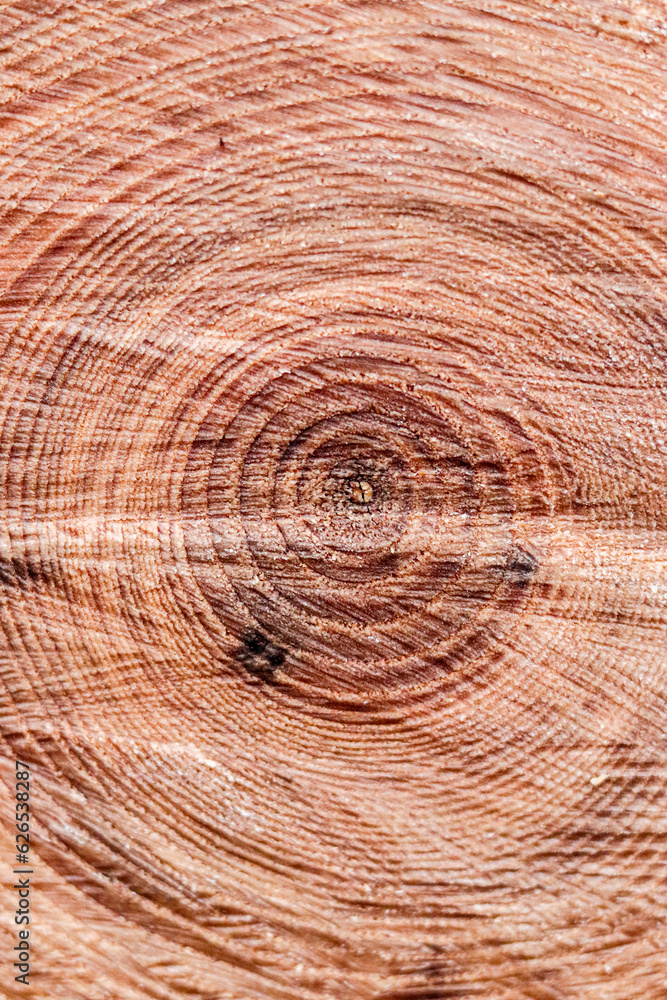 Fototapeta premium Cross-Section of Tree Trunk. Circles on tree. Wood, Tree wuchs, Hardwood, lumber, raw materials. Photo, wallpaper, postcard.