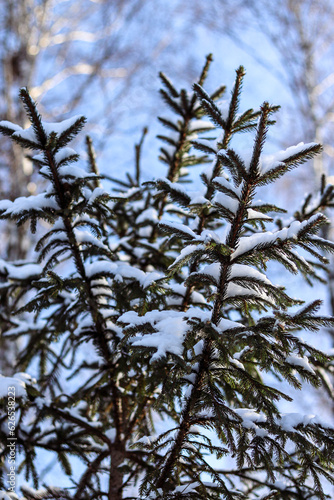 Christmas tree with snow on the branches. New Year card, Christmas. Winter holidays. Winter landscape, snow, frost, conifer, spruce, sequoia. Photo, wallpaper, macro photo.