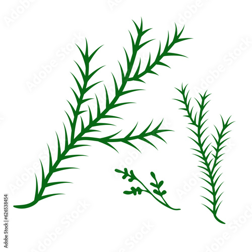 Doodle green twigs coniferous, herringbone, fir, pine branch needles element. Vector illustration.