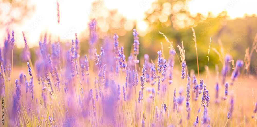 Wonderful closeup floral panorama. Amazing summer blurred landscape of blooming lavender flowers, peaceful sunset view, agriculture scenic. Beautiful nature dreamy background, inspire happy meditation