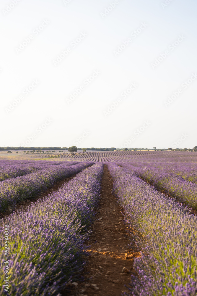 Fototapeta premium Lavender fields in Brihuega, Spain.