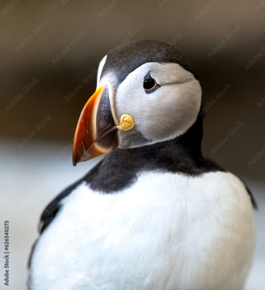 Naklejka premium Atlantic Puffin or Common Puffin, Fratercula arctica