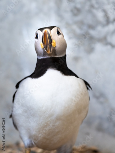 Atlantic Puffin or Common Puffin  Fratercula arctica