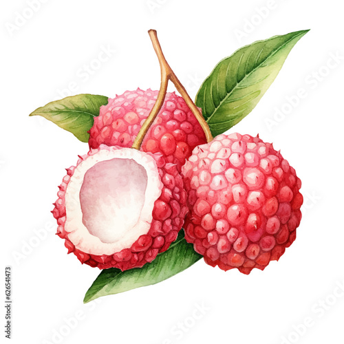 Tropical lychee fruit with leaves. Watercolour vector illustration on transparent background.