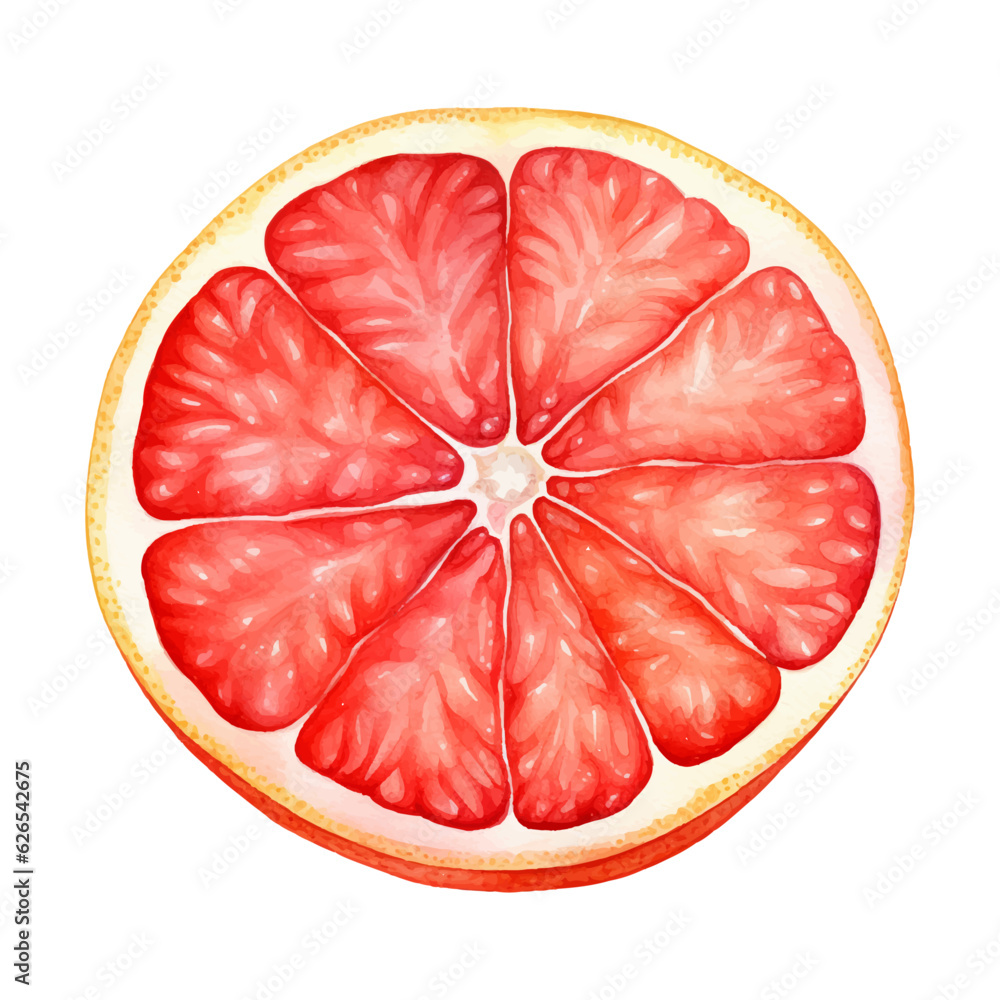 Grapefruit slice. Watercolour vector illustration on transparent background. Grapefruit slice. Watercolour vector illustration on transparent background.