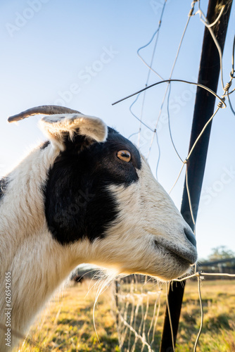 Goat looking through fence on the peach farm near Iluka & Yamba  in NSW Australia photo