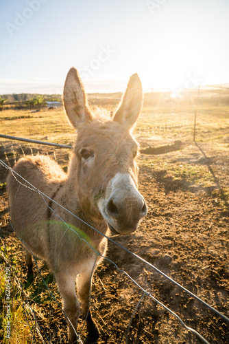 Donkey relaxing in morning on the peach farm near Iluka & Yamba  in NSW Australia photo