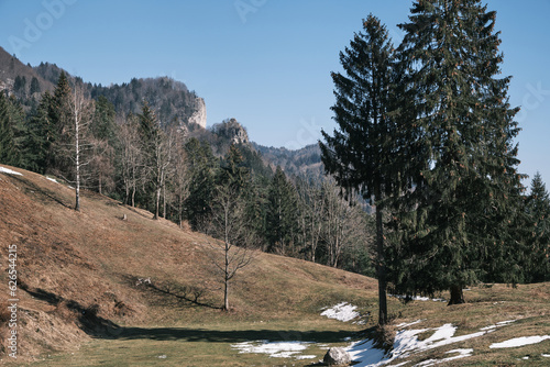 Trees in nature photo