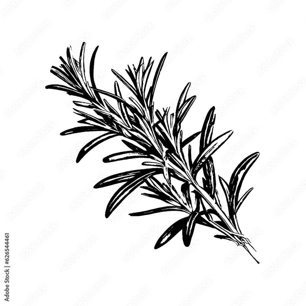 Obraz premium Rosemary Branch Hand Drawn Fragrant Plant Isolated on White Background Closeup Vector Illustration.