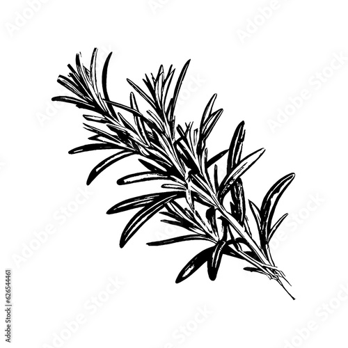 Rosemary Branch Hand Drawn Fragrant Plant Isolated on White Background Closeup Vector Illustration.