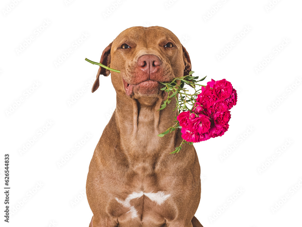 Cute brown puppy and bright flowers. Close-up, indoors. Studio shot. Congratulations for family, relatives, loved ones, friends and colleagues. Pets care concept