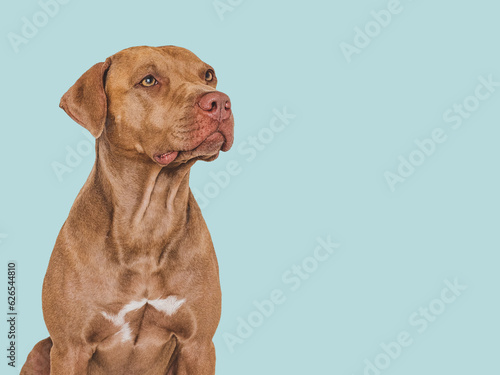 Cute brown dog. Isolated background. Close-up  indoors. Studio photo. Day light. Concept of care  education  obedience training and raising pets