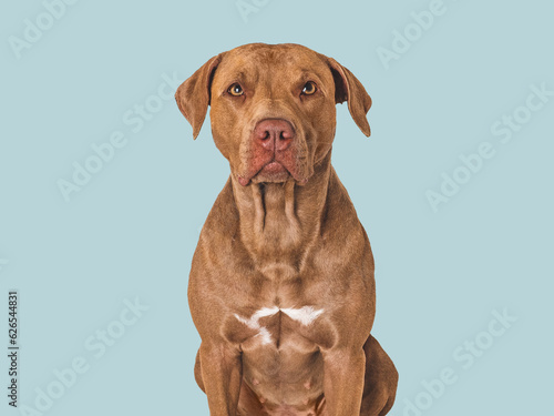 Cute brown dog. Isolated background. Close-up  indoors. Studio photo. Day light. Concept of care  education  obedience training and raising pets