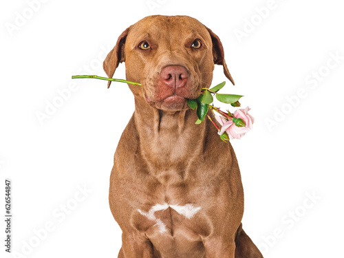 Cute brown puppy and bright flowers. Close-up  indoors. Studio shot. Congratulations for family  relatives  loved ones  friends and colleagues. Pets care concept