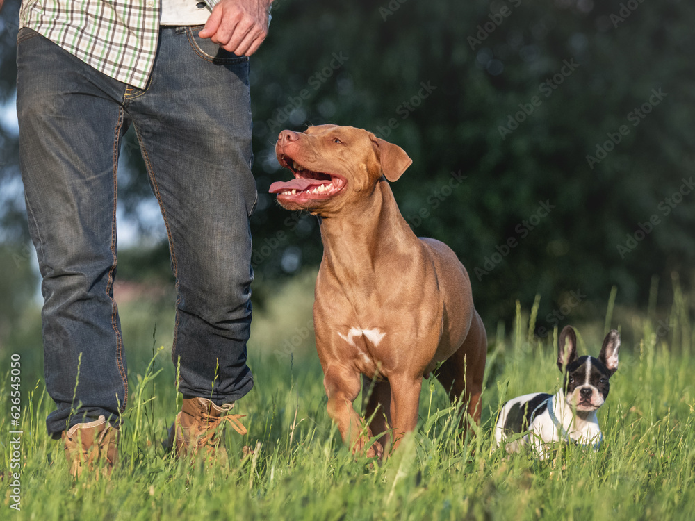 Charming dog, pretty little puppy and attractive man walking in the park against the backdrop of trees on a clear, sunny day. Closeup, outdoor. Day light. Concept of care, training and raising pets Charming dog, pretty little puppy and attractive man walking in the park against the backdrop of trees on a clear, sunny day. Closeup, outdoor. Day light. Concept of care, training and raising pets